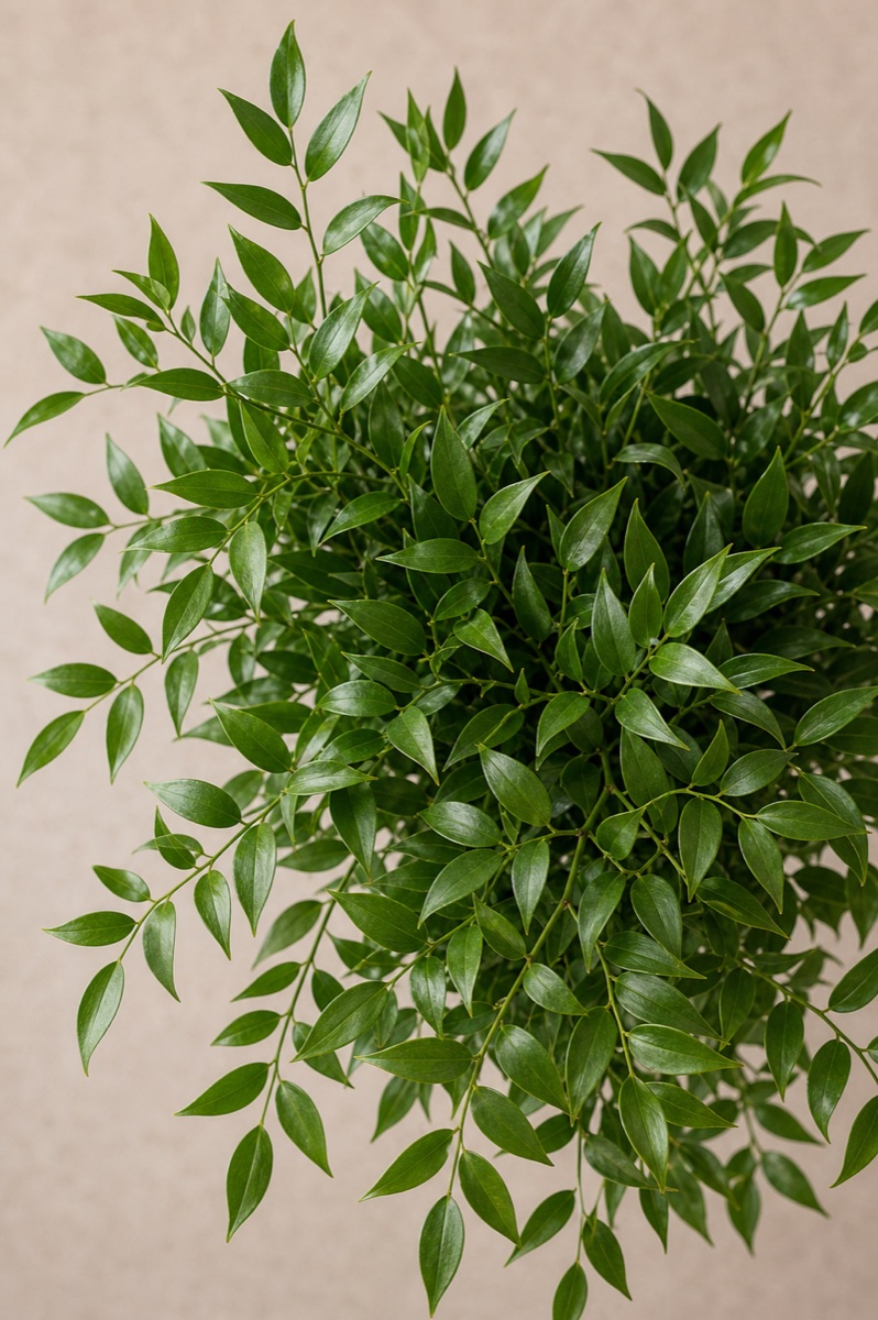 Italian Ruscus