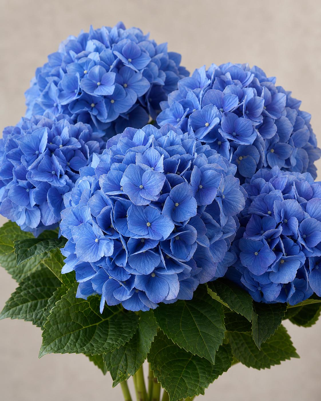 Shocking Blue Hydrangea